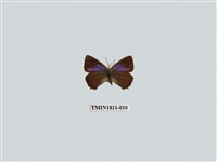 藏品(小灰蝶科)的圖片